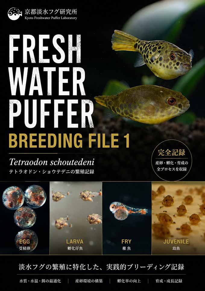 FRESH WATER PUFFER -BREEDING FILE 1-』 せっかく多くの方に見て