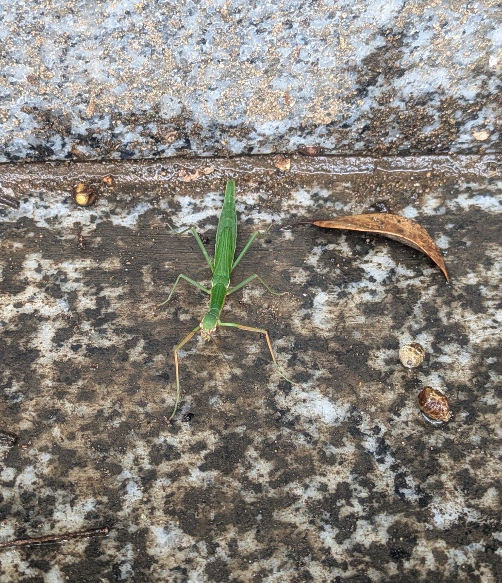 kuromorimine_p_'s tweet photo. 墓参りしてたら頭に落ちてΣ(ﾟдﾟ；)
カマキリかと思ったら違う。バッタかと見ても動きが違う💦
初めて見た虫めです👀 https://t.co/E5srXLglcW