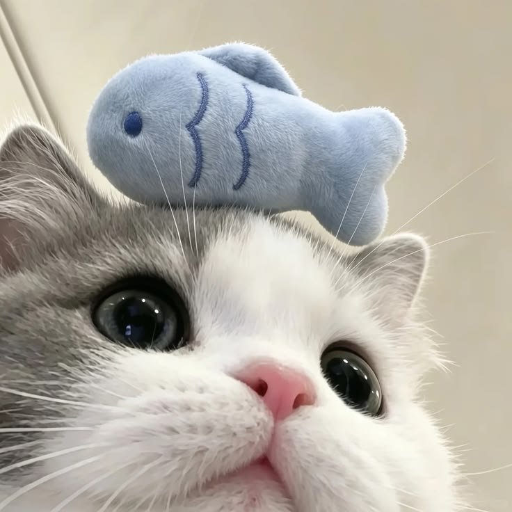 stuffurs tweet picture