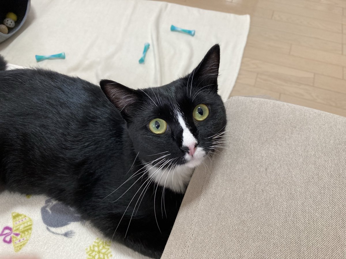 tomi_Brigadier's tweet photo. 今日の花ちゃん（推定1歳、女の子）
※2026/3/21より保護猫を飼い始めました

コメント
目力が強いですね🐈

#保護猫
#猫 https://t.co/w1scmuJIHi