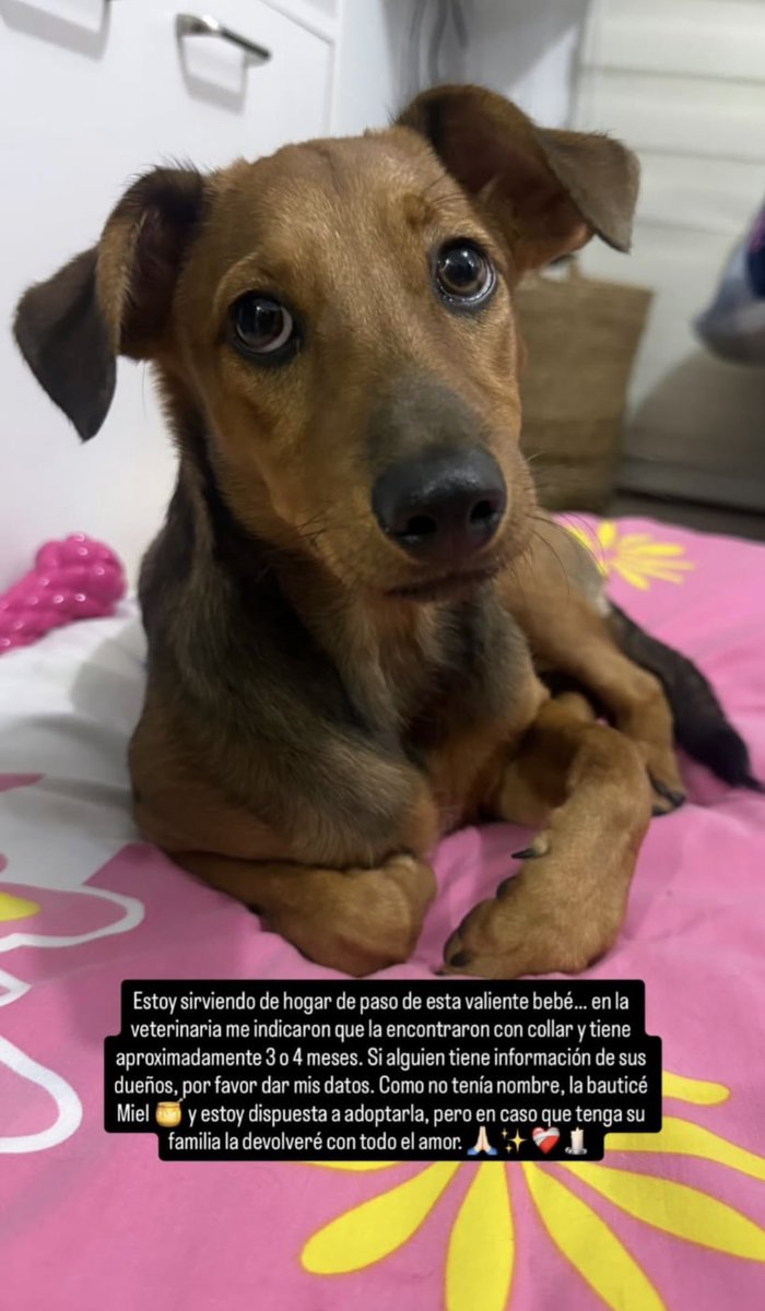jiinemoo's tweet photo. NIÑAS SE LOS JURO QUE A ESTE PERRITO LO VI POR ACÁ EN X QUE ESTABA PERDIDO😭😭😭 AYUDANME POR FAVOR https://t.co/juVYuQA6ZM