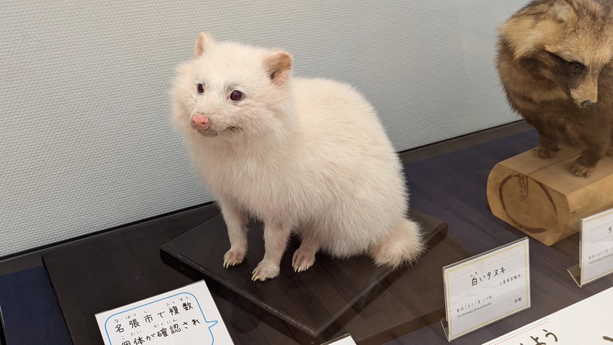 狸の剥製 名張で発見された白いタヌキとアンニュイな首の角度のタヌキ剥製 #三重