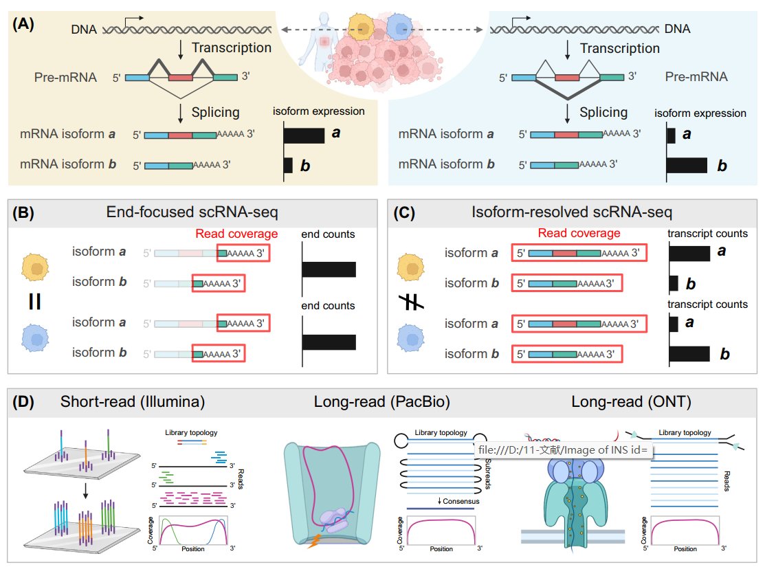 sailgene's tweet photo. New review: isoform-resolved scRNA-seq reveals splicing, variants, RNA edits, fusion transcripts &amp; more. Key applications: cancer, neuroscience, development. Sailgene provides long-read solutions for full transcriptome exploration. #SingleCell #Nanopore #IsoformResolution https://t.co/btewSXfUnQ