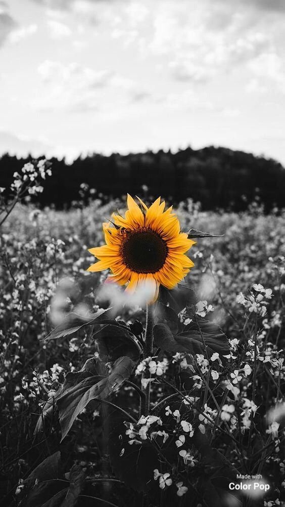 flowersHub's tweet photo. https://t.co/wwKYwaxgdf