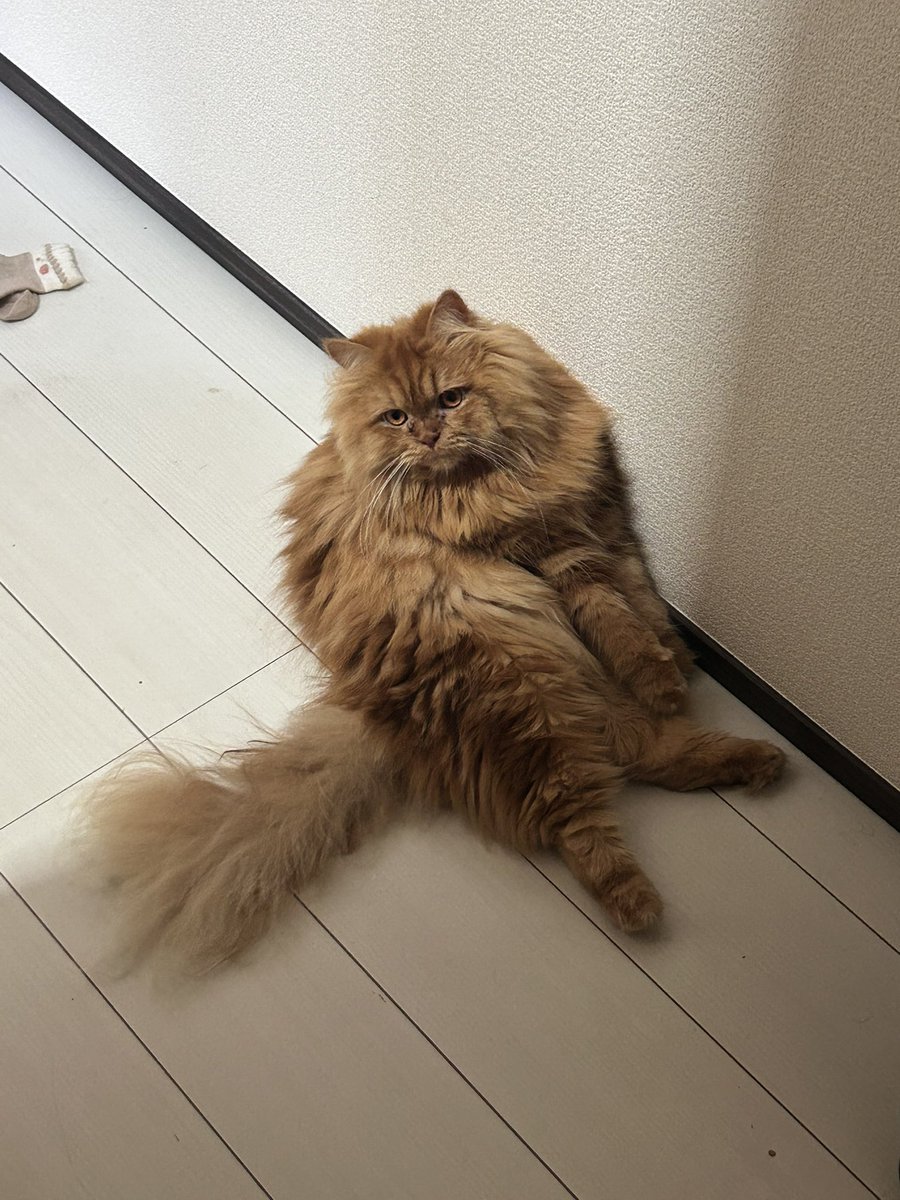 naturena_game's tweet photo. 今我が家の廊下に落ちてるのは
猫と、赤ちゃんの脱ぎ捨てた靴下 https://t.co/zmvbj7FmCt