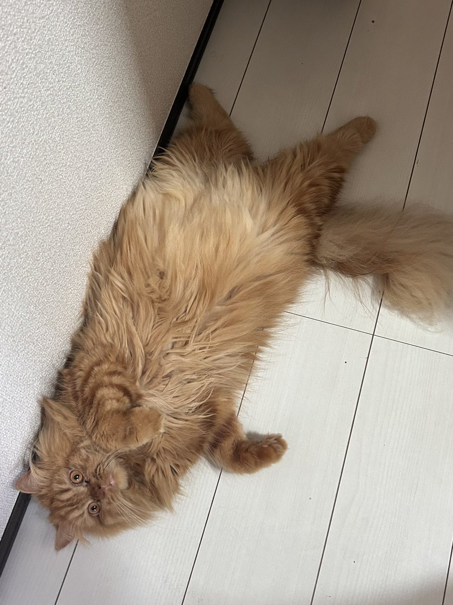 naturena_game's tweet photo. 今我が家の廊下に落ちてるのは
猫と、赤ちゃんの脱ぎ捨てた靴下 https://t.co/zmvbj7FmCt