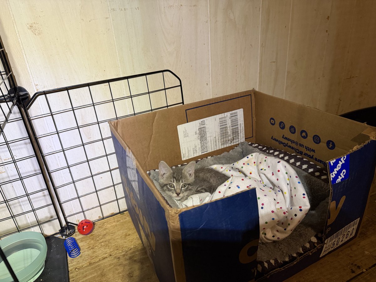 troyscats's tweet photo. Tucked in and preparing myself for the rest of my life, my siblings are all gone but I am safe from the dogs that got them. 
This hand built pin is temporary until I am completely vetted &amp; vaccinated. 
Life is messed up 
A BIG THANK YOU TO ALL THAT SAVES US BABIES
I AM SAFE 🐾 https://t.co/MbvRHXrAOZ