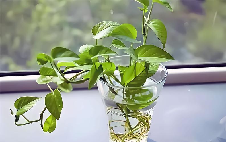 AdrianeDavvr's tweet photo. Pro tip for your pothos! Let the top 2 inches of soil dry out between waterings, give it bright indirect light, and it’ll thrive  #PlantCare https://t.co/pxvQHs8NP2