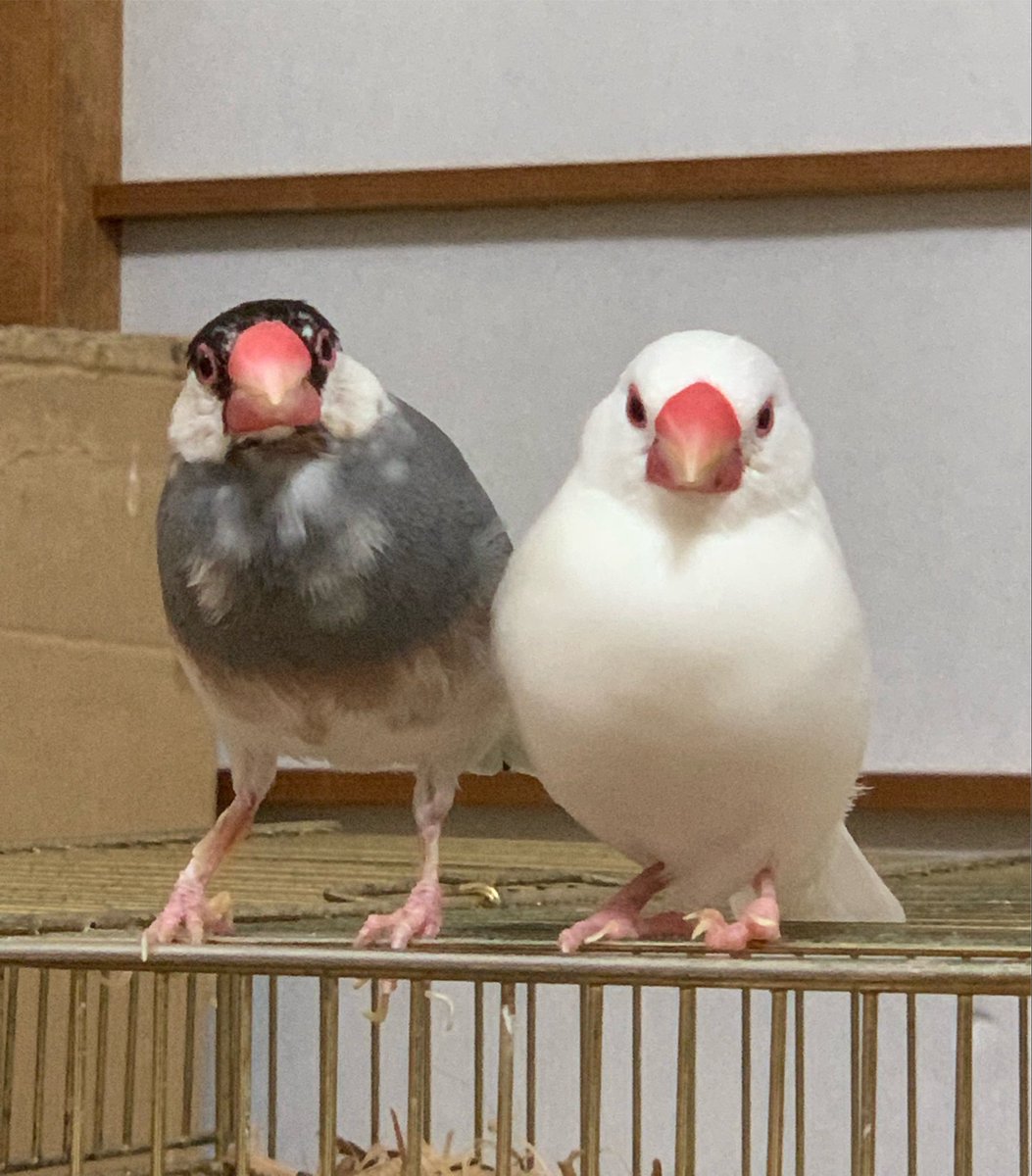 coco20073's tweet photo. もうすぐ先代の子達が帰ってくる😂🐥 https://t.co/x6OFtjZGu3