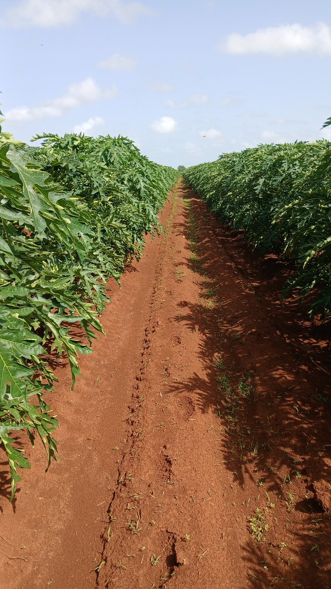 emab_cv's tweet photo. Conecta con la tierra, respira profundamente y disfruta de los pequeños momentos. La naturaleza tiene el poder de recordarnos lo esencial en la vida.
#AgriculturaCubana
@MinagCuba https://t.co/3lJMj5gsGb