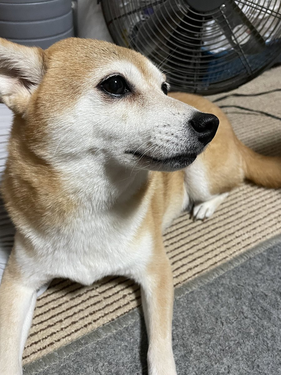 yas_5940's tweet photo. 実家に来てます https://t.co/oYg3yWaKVI