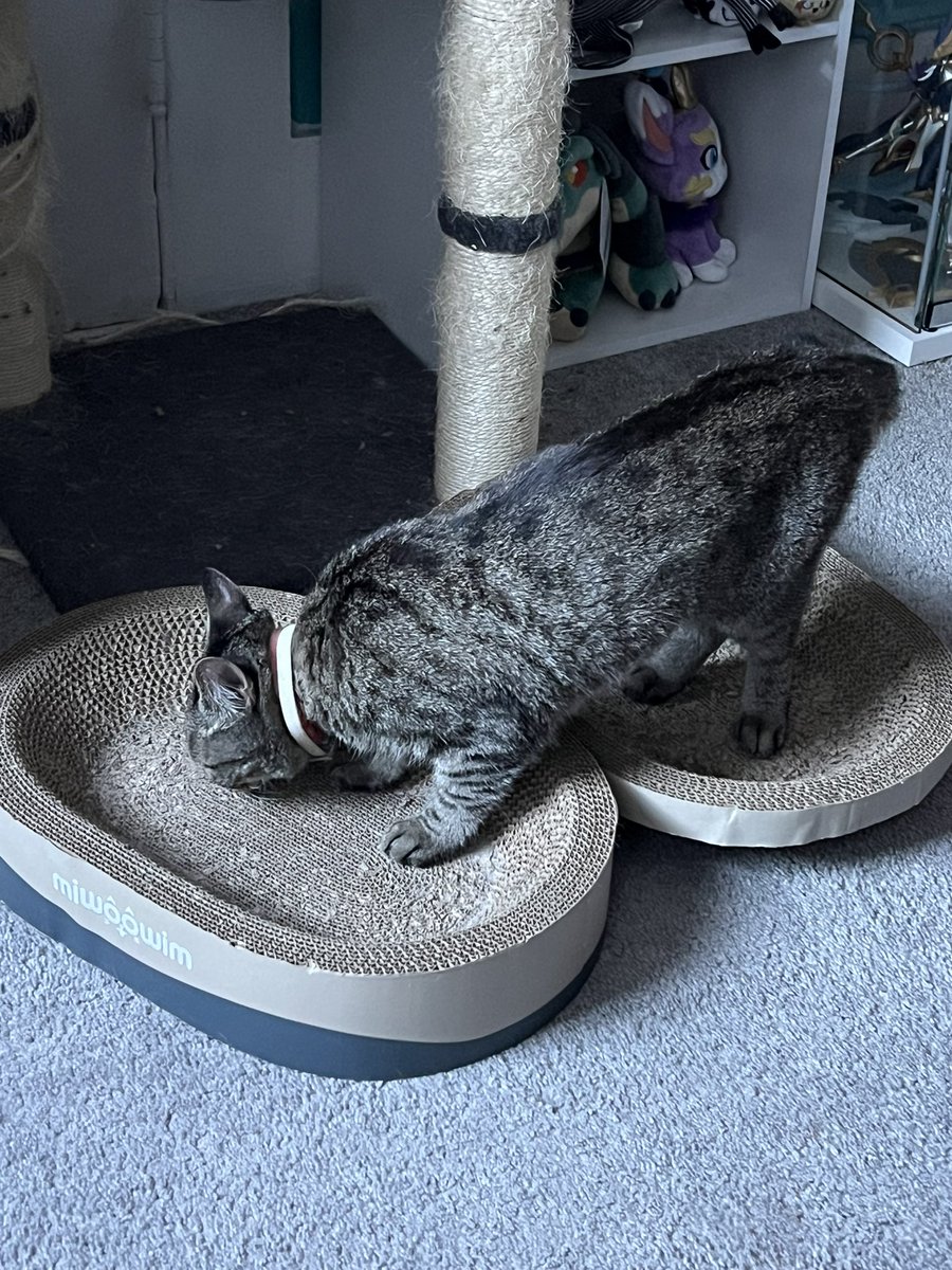 yuumeows's tweet photo. we were able to find a home for her today and honestly I cannot stop crying lmao. We only had her for a week but she was the sweetest, most affectionate girl I’ve ever met and I wish we could’ve just kept her. I miss her so much already https://t.co/Y7wrNBVJcl
