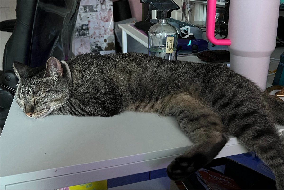 yuumeows's tweet photo. we were able to find a home for her today and honestly I cannot stop crying lmao. We only had her for a week but she was the sweetest, most affectionate girl I’ve ever met and I wish we could’ve just kept her. I miss her so much already https://t.co/Y7wrNBVJcl