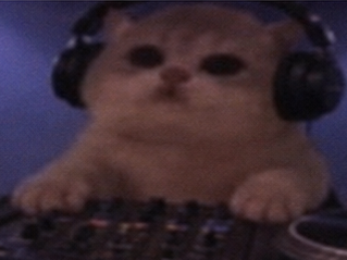 JamCatRH's tweet photo. Jam Cat takes no requests https://t.co/YTLpC2XYQn