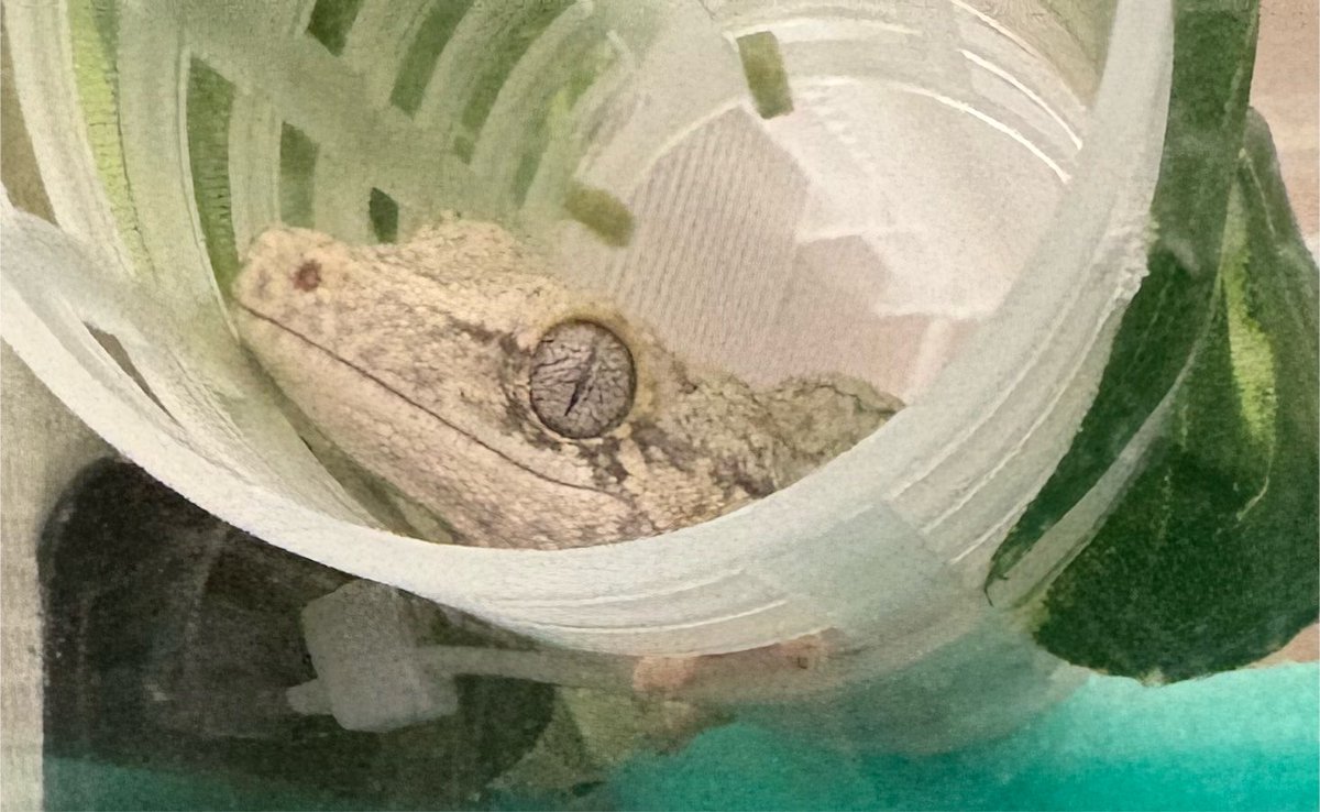 Hyla_123's tweet photo. 葉っぱの位置は変えてみたけど相変わらず見えないちゃんと、カーラー内で窓側に顔向け→気温上がって奥のシェルター裏に避難→冷房設定温度下げたからかカーラーに戻って窓側に尻向けちゃん。

福ちゃんがちょい寒位の設定がおチビさんの適温であってるっぽいなー。福ちゃん寒がりだもんねー。
#記録 https://t.co/UVgBVDaloC
