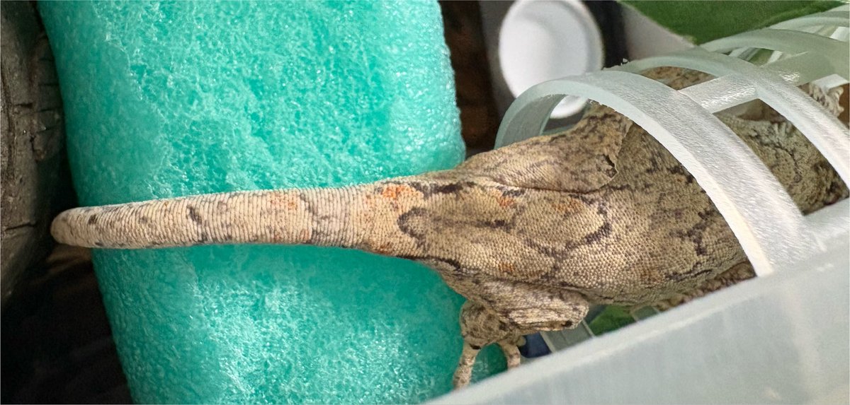 Hyla_123's tweet photo. 葉っぱの位置は変えてみたけど相変わらず見えないちゃんと、カーラー内で窓側に顔向け→気温上がって奥のシェルター裏に避難→冷房設定温度下げたからかカーラーに戻って窓側に尻向けちゃん。

福ちゃんがちょい寒位の設定がおチビさんの適温であってるっぽいなー。福ちゃん寒がりだもんねー。
#記録 https://t.co/UVgBVDaloC