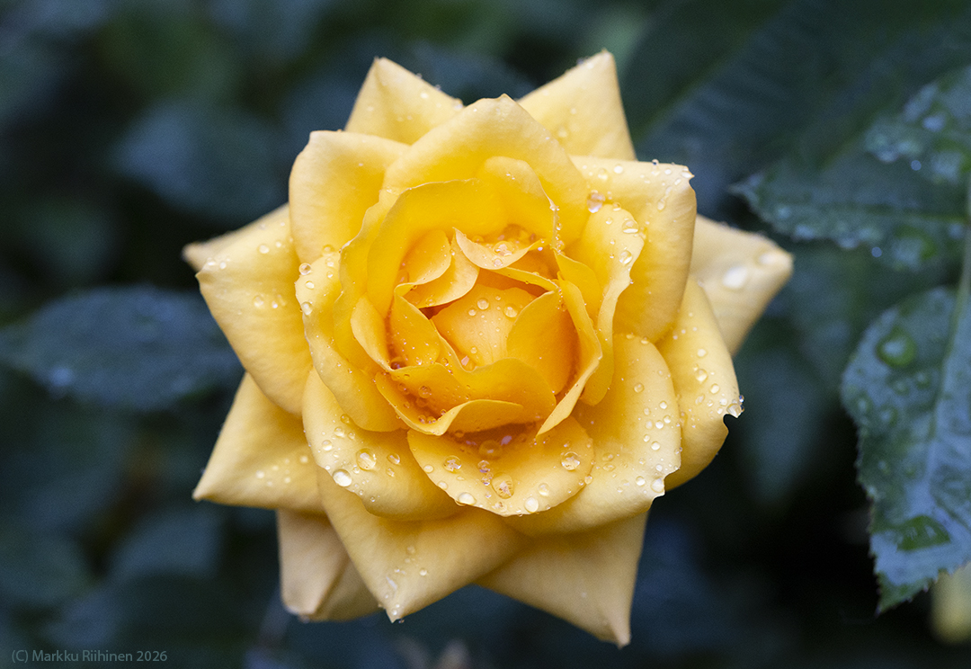 MarkkuRiihinen's tweet photo. After the rain
#Kuopio #Finland
#photography #summer #travel #matkailu #valokuvaus #kesä #flower #kukka #garden #ruusu #rose #yellow https://t.co/yoZRYdnQwD