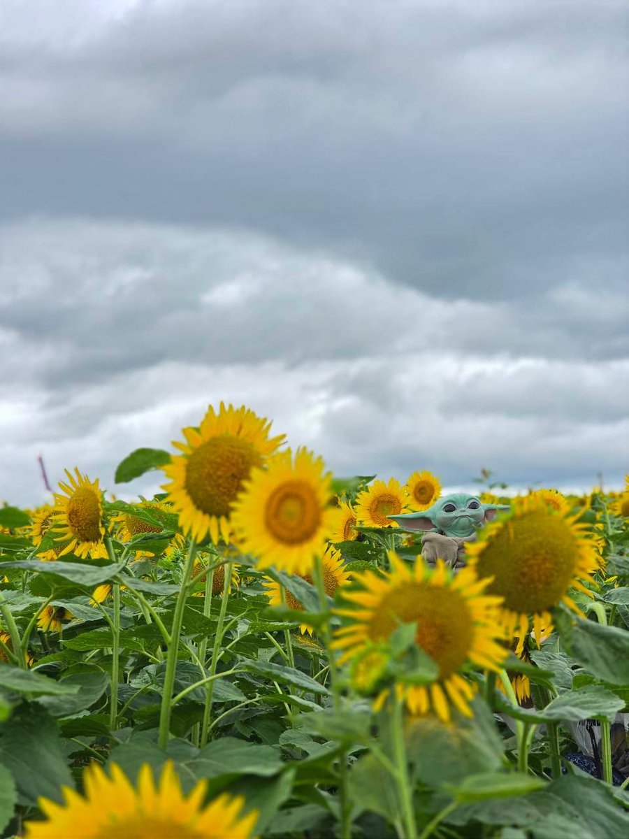 maymstbewithU's tweet photo. グローグーの夏休み🌻🌻🌻 https://t.co/nAcxdMARtH