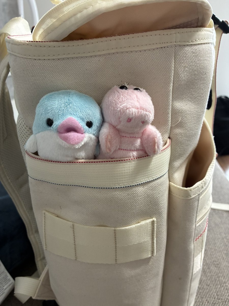 mgm_0101's tweet photo. 紅生姜ちゃんとキンミヤちゃん連れて実家に帰る��🐊🐬
愛犬こてつ🐶とご対面させなきゃ！そういえばキスキスちゃんたちのお友達のこてつくん🐶も元気かな😂笑

#チャンベイビー
#アイナスター https://t.co/KV6JNEoFWS
