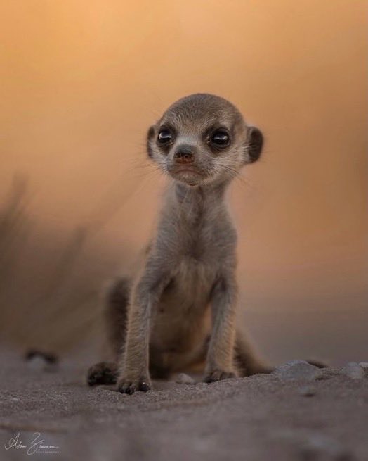 Indie5051's tweet photo. Fotógrafo toma una foto increíble de un cachorro de suricata. https://t.co/XrD2qaWjLh
