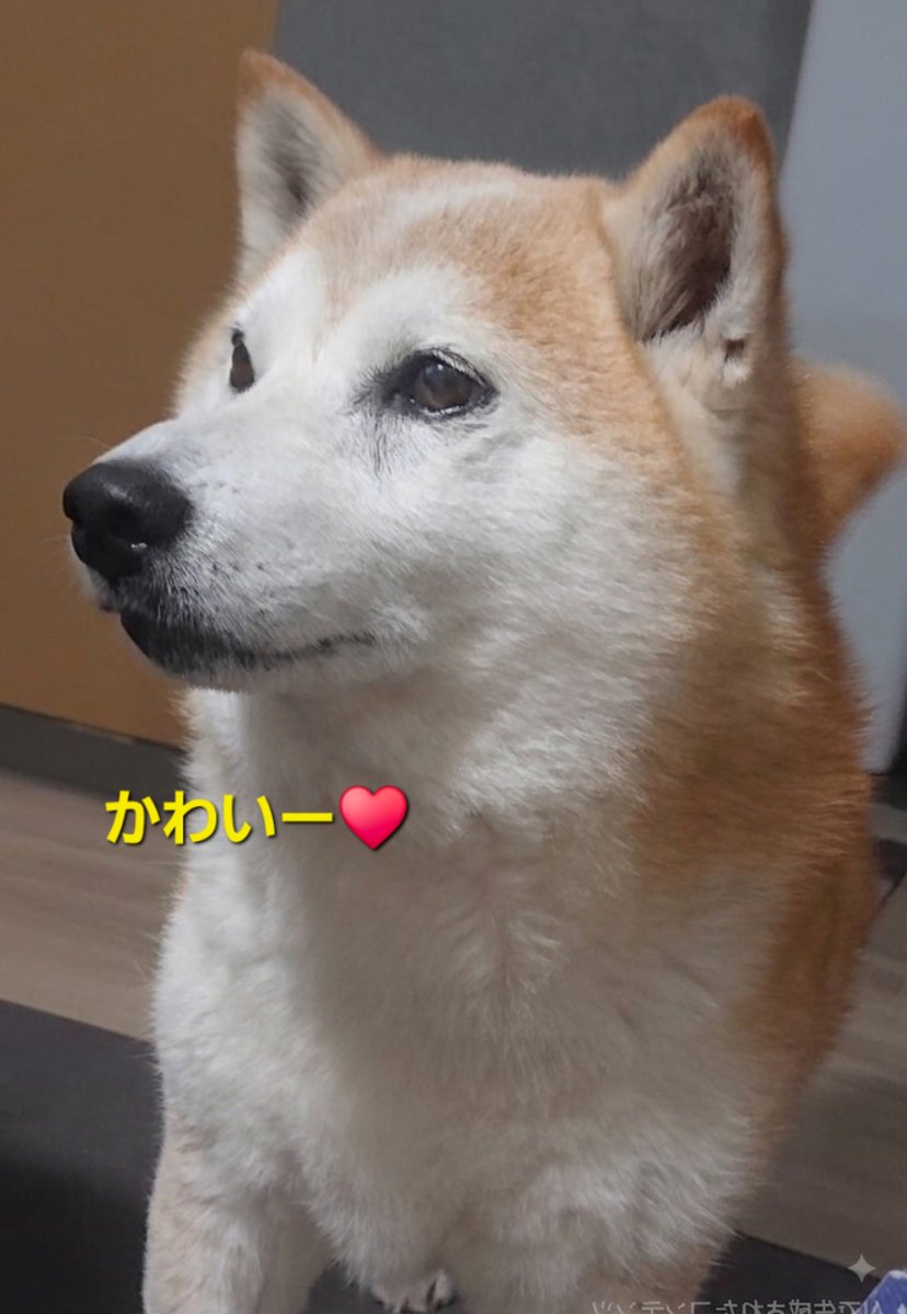 Bunkyodohira's tweet photo. こんにちは☀️文教堂平岸店の
しばてんちょうですよ🐶

今日は、可愛いもののご紹介です🐕️

🐾#ペンポーチグミぐま🧸
🐾#3DPOCHIBitFRIENDSBIRD 
#ポチビットフレンズバード
 コインケース
🐾#つぶらな瞳のなまがき　
しゃぼんだまとんた

夏休み☀️遊びに来てね🐕️🎵 https://t.co/7YGWF4CPTM