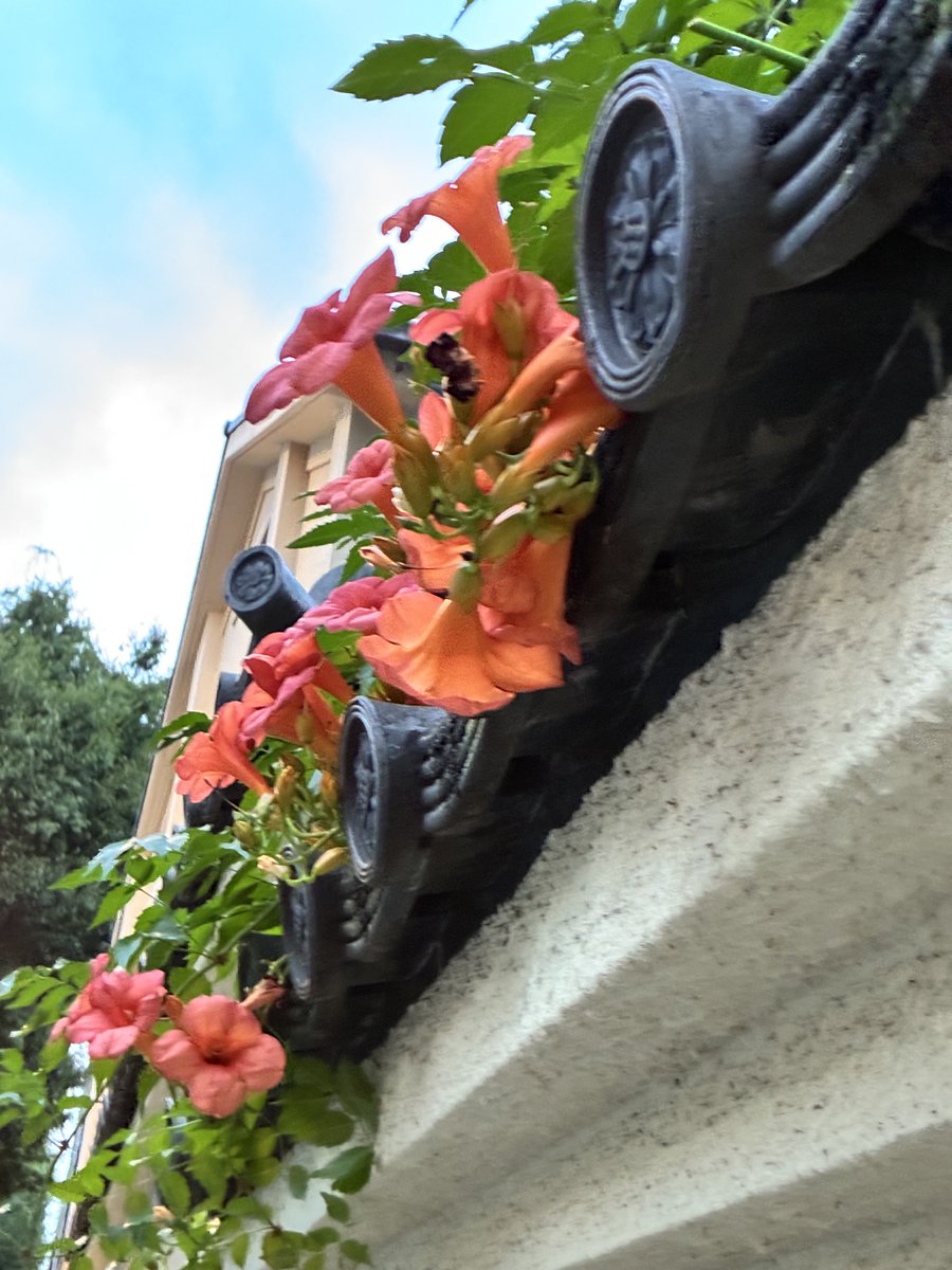 specchio___'s tweet photo. 瓦とノウゼンカヅラ

さっき急にバケツをひっくり返したような雨が降ったと思ったら
一転、青空に☔️☀️ https://t.co/LV13CwGJbY