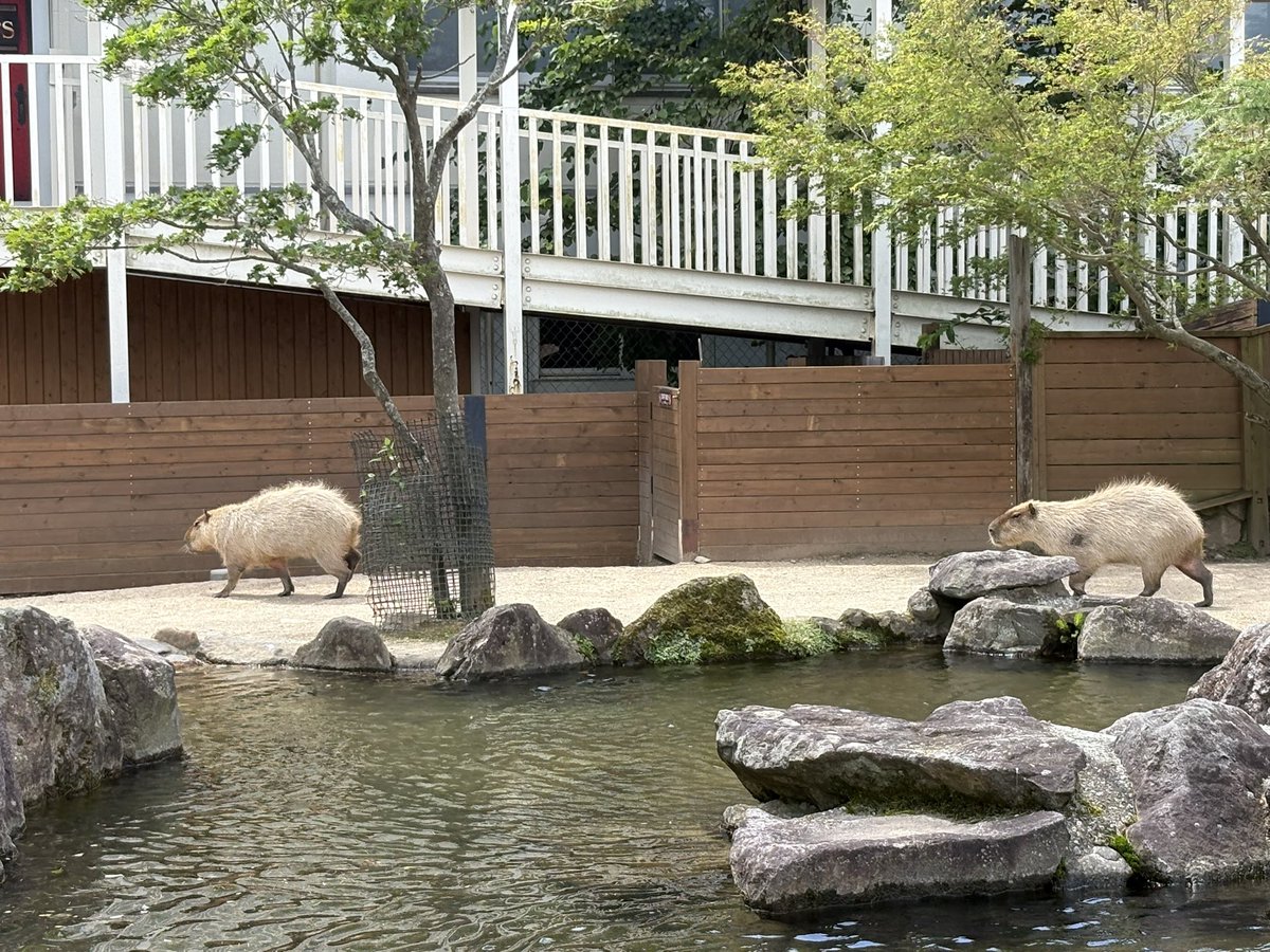 carry_mission's tweet photo. 動物とたくさん触れ合えた旅じゃった https://t.co/JmGVUMt4Yb