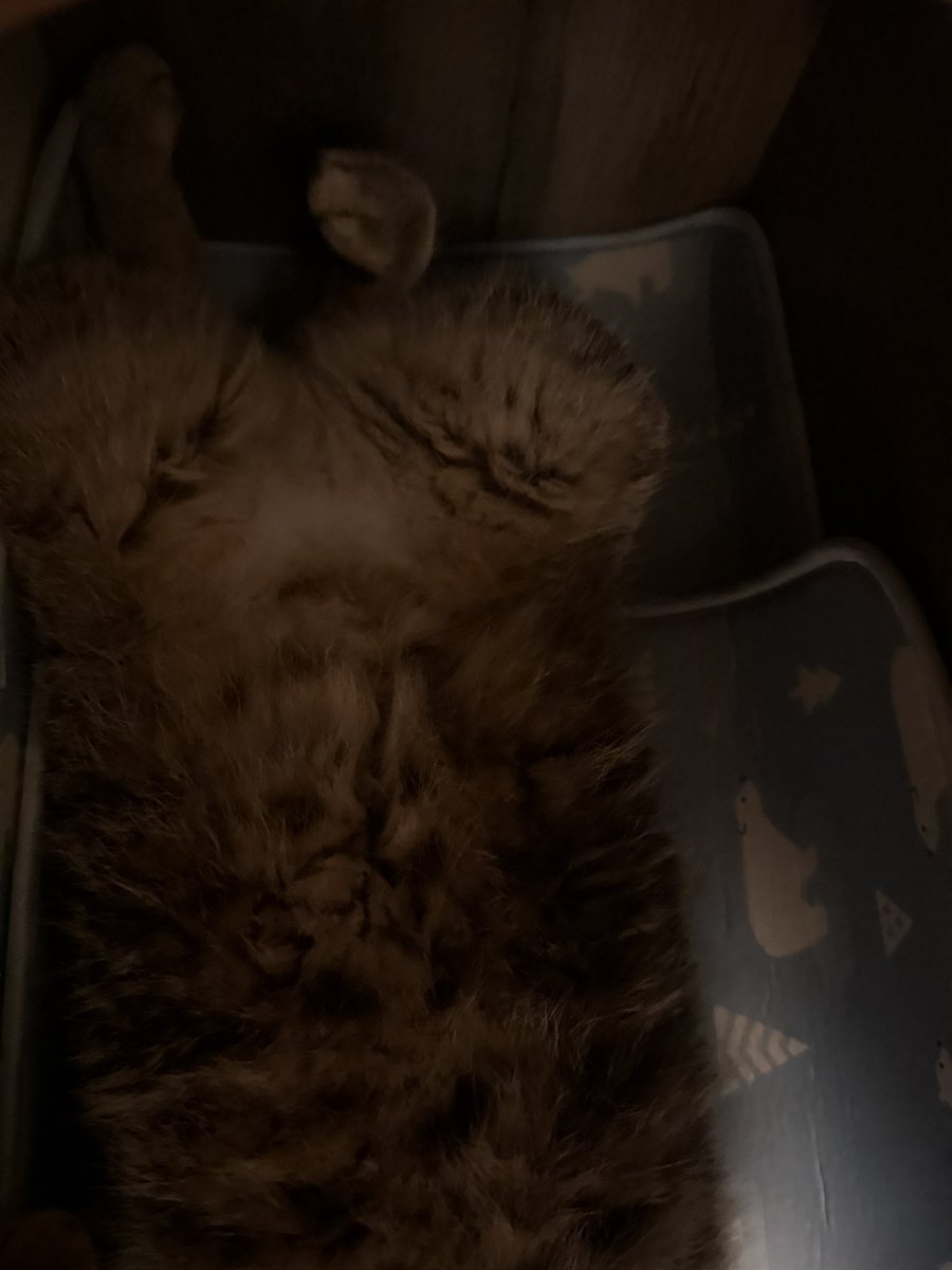 Pi_cat55's tweet photo. 【ミ��】
あまりヘソ天しないミクチャものび〰️る。このアンヨ良すぎる。 https://t.co/bB1HDuZsng