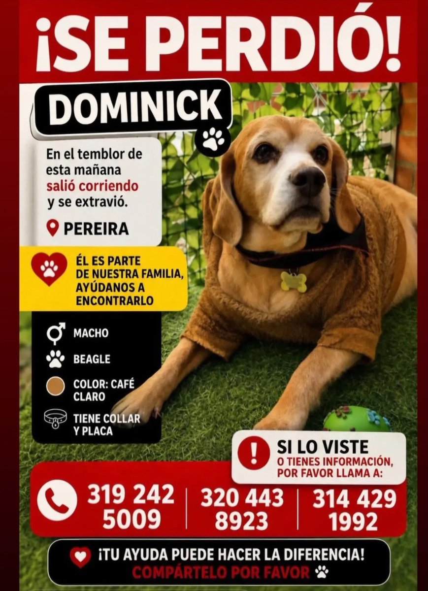 JUANCAELBROKY's tweet photo. 🚨 Se perdió el perrito Dominick en Pereira, cualquier información comunicarse al número 3192425009. @Alcaldiapereira @DefensaCivilCo @cruzrojacol https://t.co/bBlntzPBVm