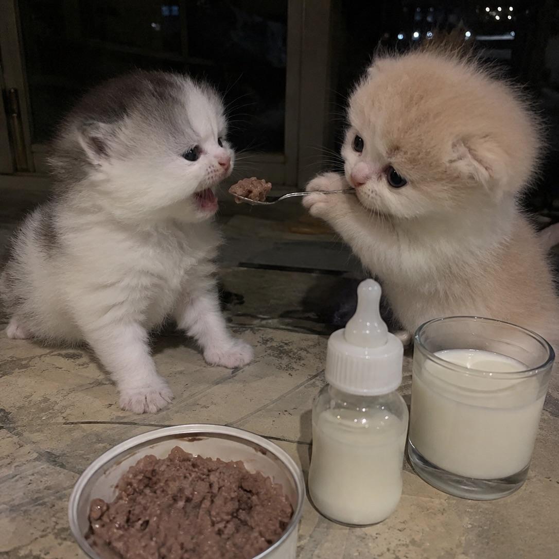 catsworldaura's tweet photo. https://t.co/h7dUKfcNyi
