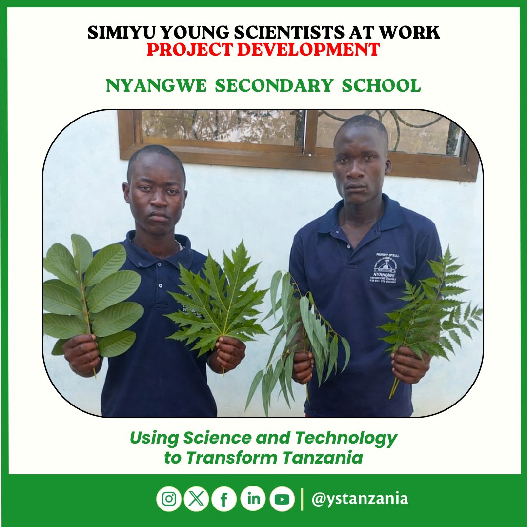ystanzania's tweet photo. Young innovators Baraka Ndakama Mswanzali and Andrea Lameck Samike of Nyangwe Secondary School are developing an eco-friendly plant-based biopesticide to protect rice crops from pests. #ScienceForDevelopment #STEM #Innovation https://t.co/DtWGWRJbrY