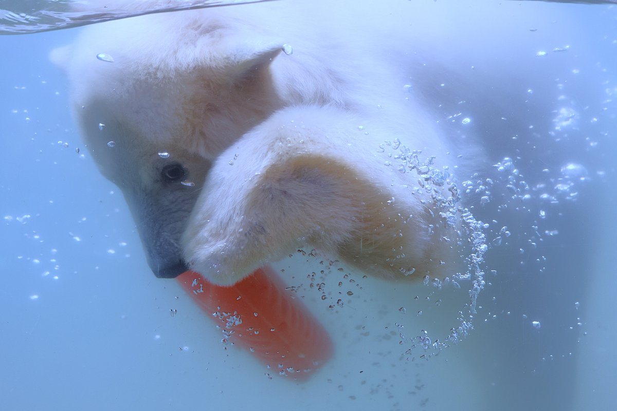 sendaisiyagiya's tweet photo. 【動物写真コンクール作品募集中】
平成元年より開催している #八木山動物公園動物写真コンクール は、今年で38回目！
園内で撮影した動物の写真を8月31日まで募集中です。
副賞もご用意していますので、たくさんのご応募お待ちしております！ 

https://t.co/YpWTmkVgyt

#八木山動物公園フジサキの杜 https://t.co/GBtnIWyq9h
