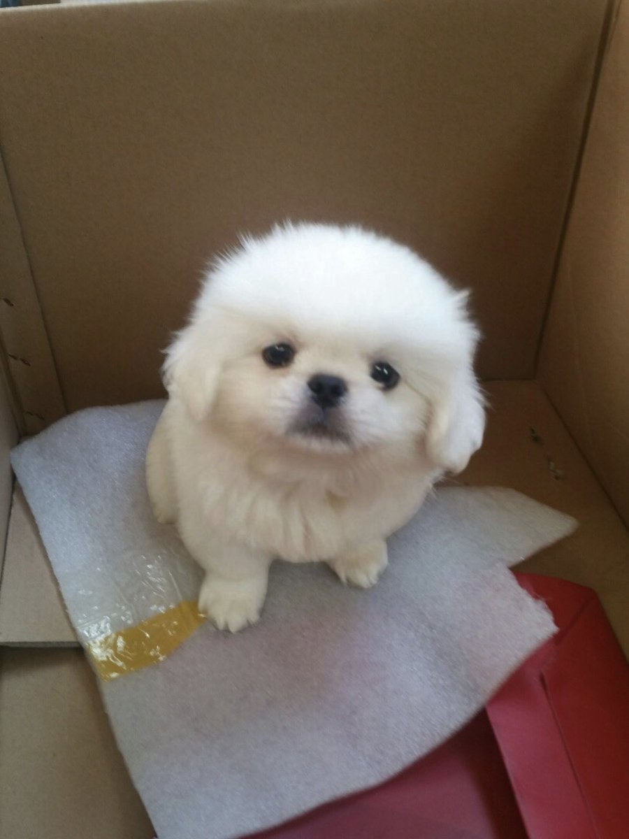 zzoggany's tweet photo. 강아지 정말 고대로 컸어... 갑짜기 막 눈물날라함 https://t.co/L8n25NEPwj