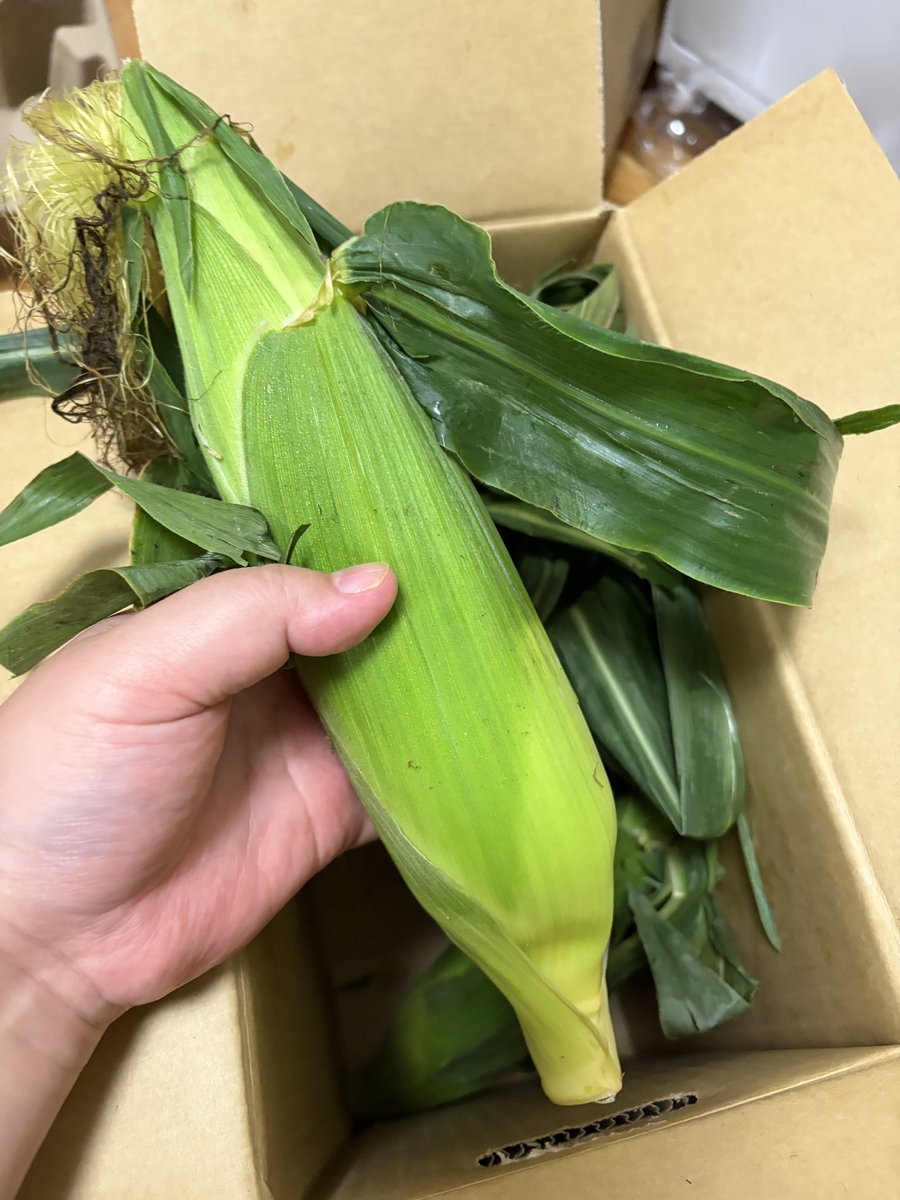 endo_trpg's tweet photo. ワーッ！！とうもろこしだーー！！！🌽 https://t.co/YroHwBwIwi