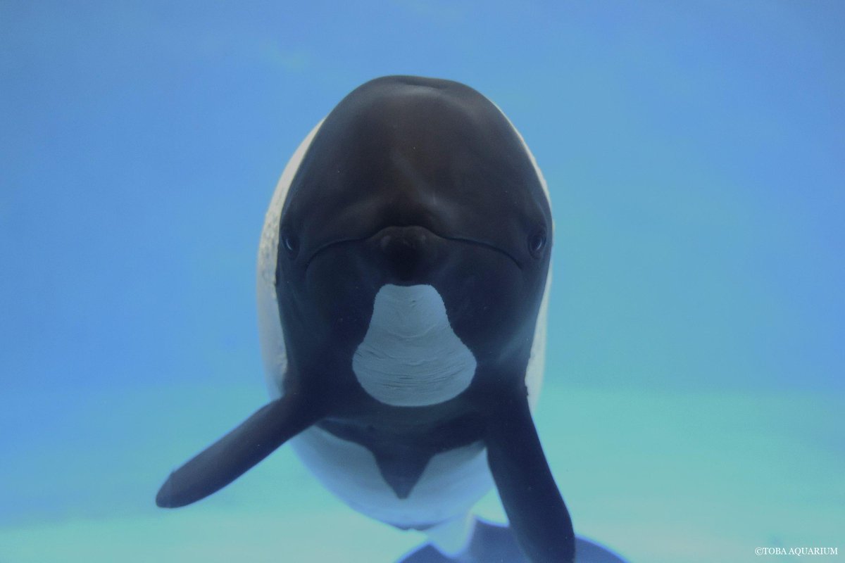 TOBA_AQUARIUM's tweet photo. イロワケイルカの見ワケ方　その②: 前回からかなり時間が経ってしまいましたが、今回も展示プールにいる個体をご紹介。 ４月に展示個体の入れ替えをおこない、現在展示プールにいるのはメスの「ララ」と「ステラ」、オスの「コスモ」の3頭です。 ララは前回も紹介しまし https://t.co/5lOd1uWZyk https://t.co/9f5rGRHv5g