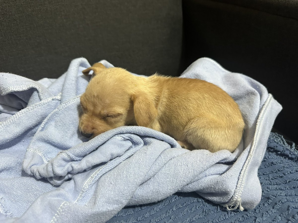 meddduermo's tweet photo. 😍🐶 https://t.co/MBaz4H7xm4