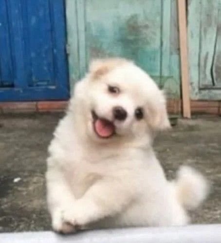 kimugonu's tweet photo. 모르눙개 https://t.co/2mSGVbnQK4