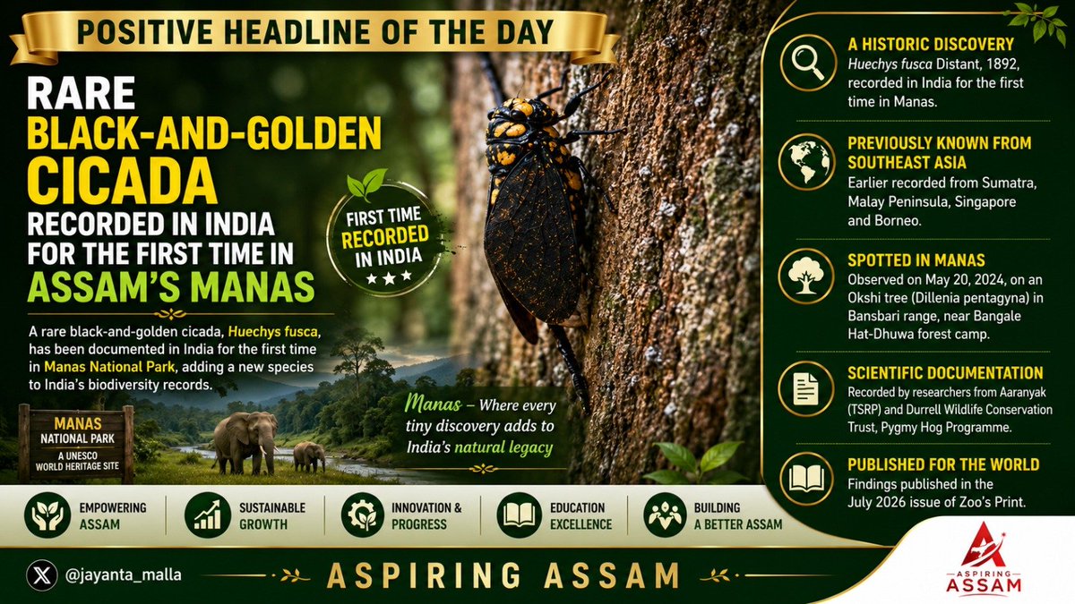 jayanta_malla's tweet photo. Positive Headline of the Day!

Rare Black-and-Golden Cicada recorded in India for the first time in Assam's Manas..

A remarkable discovery in Assam's Manas National Park has added a new species to India's biodiversity records, with researchers from Aaranyak and the Durrell Wildlife Conservation Trust documenting the rare black-and-golden cicada, Huechys fusca, in India for the first time. The discovery highlights the extraordinary and still largely unexplored insect diversity of Manas and reinforces Assam's importance as a global biodiversity hotspot.

As we continue to protect Assam's rich natural heritage, our focus remains on conserving not only the iconic species that attract global attention but also the countless smaller and lesser-known creatures that play important roles in our ecosystems. This discovery reminds us that Assam's forests still hold many scientific stories waiting to be uncovered.

The first Indian record of Huechys fusca was documented by Koushik Rajbongshi, Jonmani Kalita and Karan Barman of Aaranyak's Threatened Species Recovery Programme, along with Dhritiman Das of the Pygmy Hog Conservation Programme, Durrell Wildlife Conservation Trust. The researchers recorded the cicada during a field survey in the Bansbari range of Manas on May 20, 2024, near the Bangale Hat-Dhuwa forest camp.

The cicada was spotted perched on the trunk of an Okshi tree (Dillenia pentagyna) under clear, sunny conditions. Although the sighting lasted only about a minute before the insect flew away, the researchers successfully identified it as Huechys fusca Distant, 1892. Their findings have been published in the July 2026 issue of Zoo's Print.

Previously recorded across parts of Southeast Asia, including Sumatra, the Malay Peninsula, Singapore and Borneo, the species had never before been documented in India. Its discovery in Manas significantly extends its known geographical range and adds another fascinating species to India's cicada fauna.

We believe that discoveries like this strengthen the case for continued scientific research and habitat protection. Manas is already celebrated for its tigers, rhinos, elephants and other threatened wildlife, but this tiny insect shows that the park's biodiversity extends far beyond its better-known inhabitants.

Our vision is to make Assam a centre of biodiversity research where every species, however small, is valued and protected. The discovery of one rare cicada has opened another window into the extraordinary natural world of Manas—and reminds us that Assam's forests still have countless stories waiting to be discovered.

#JayantaMallabaruah