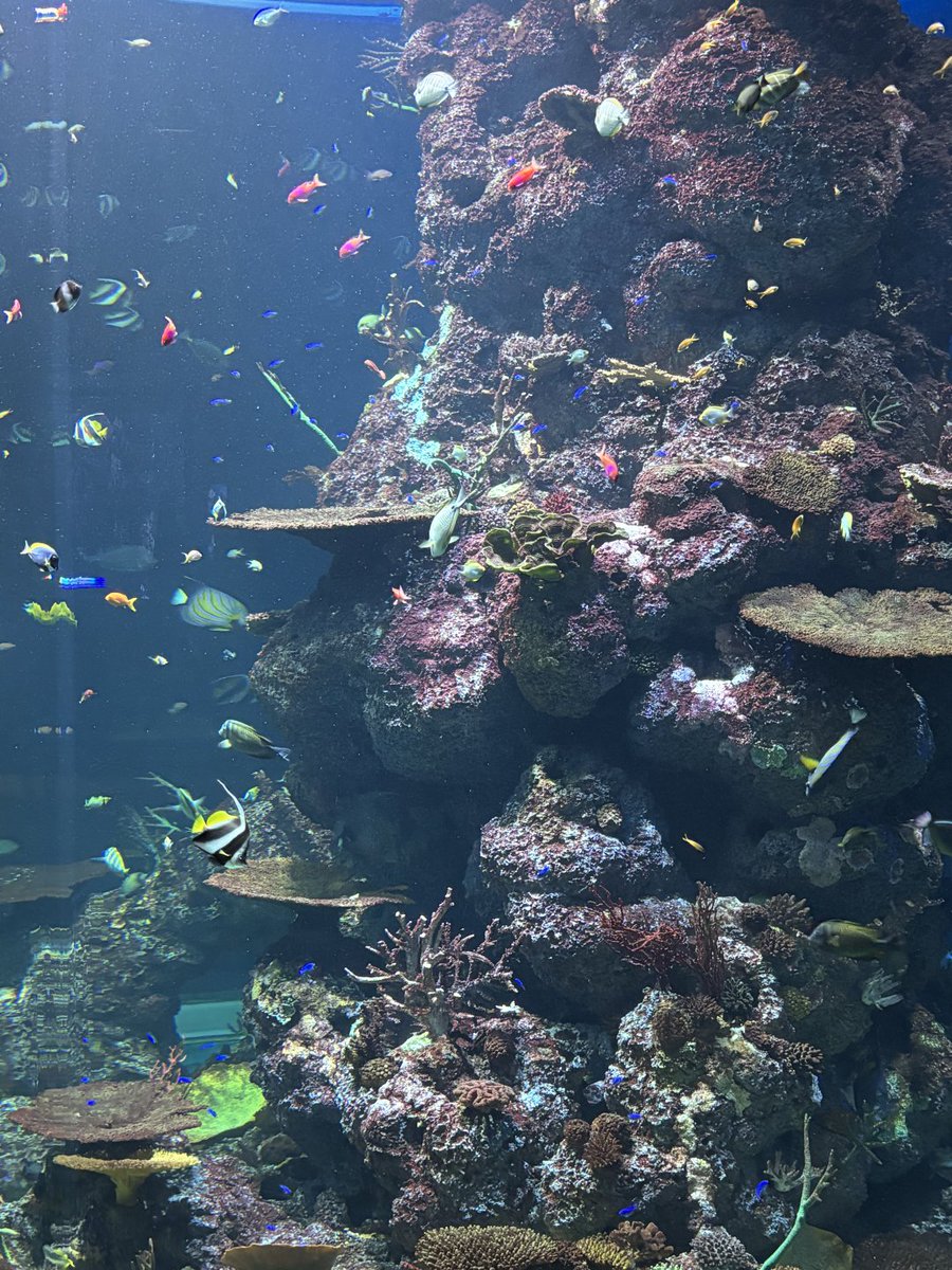 JMCaswelin's tweet photo. Let me take you on a tour of the Singapore Aquarium, the world's largest aquarium according to Guinness World Records https://t.co/a0TAqcFrMv