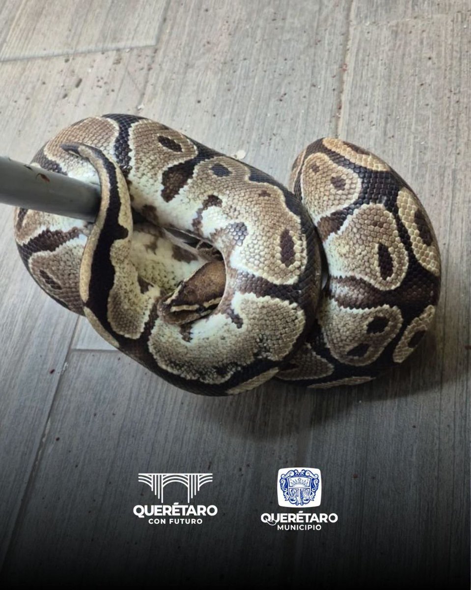 expresoqro's tweet photo. 🐍¡Se metió una pitón a una casa en Querétaro! La rescatan sin incidentes

https://t.co/88QCge8BQW https://t.co/vnW6Zk1RnQ