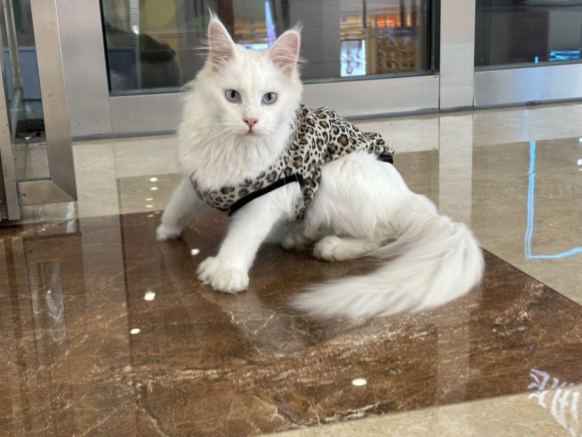 sparta_en's tweet photo. 商场的猫咪 https://t.co/7vbTImrzTE