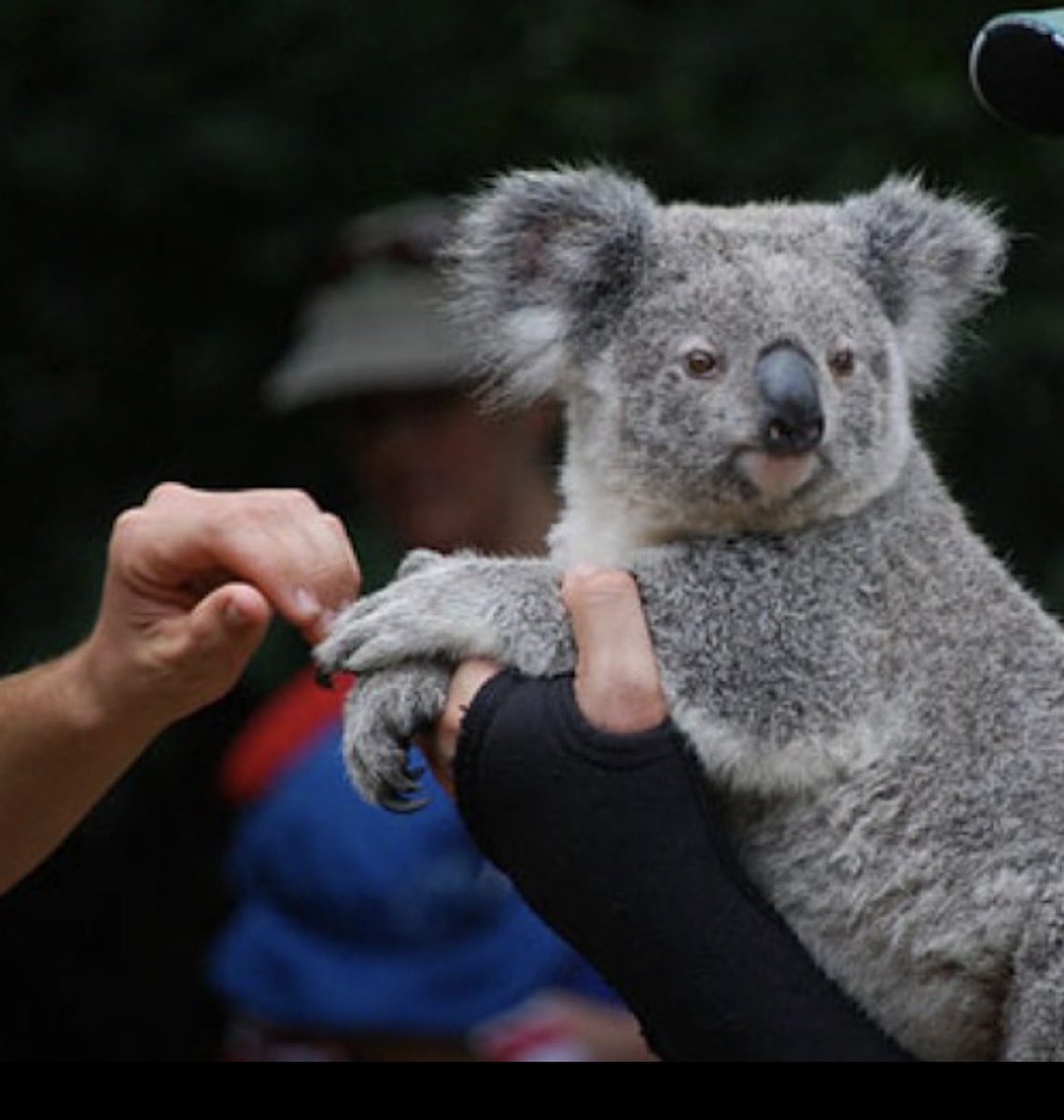 UMazad28628's tweet photo. Koalas have fingerprints that look surprisingly human

Their fingertips have loops, whorls, and ridges that closely resemble the patterns found on human fingers https://t.co/fB2H4gfVC1