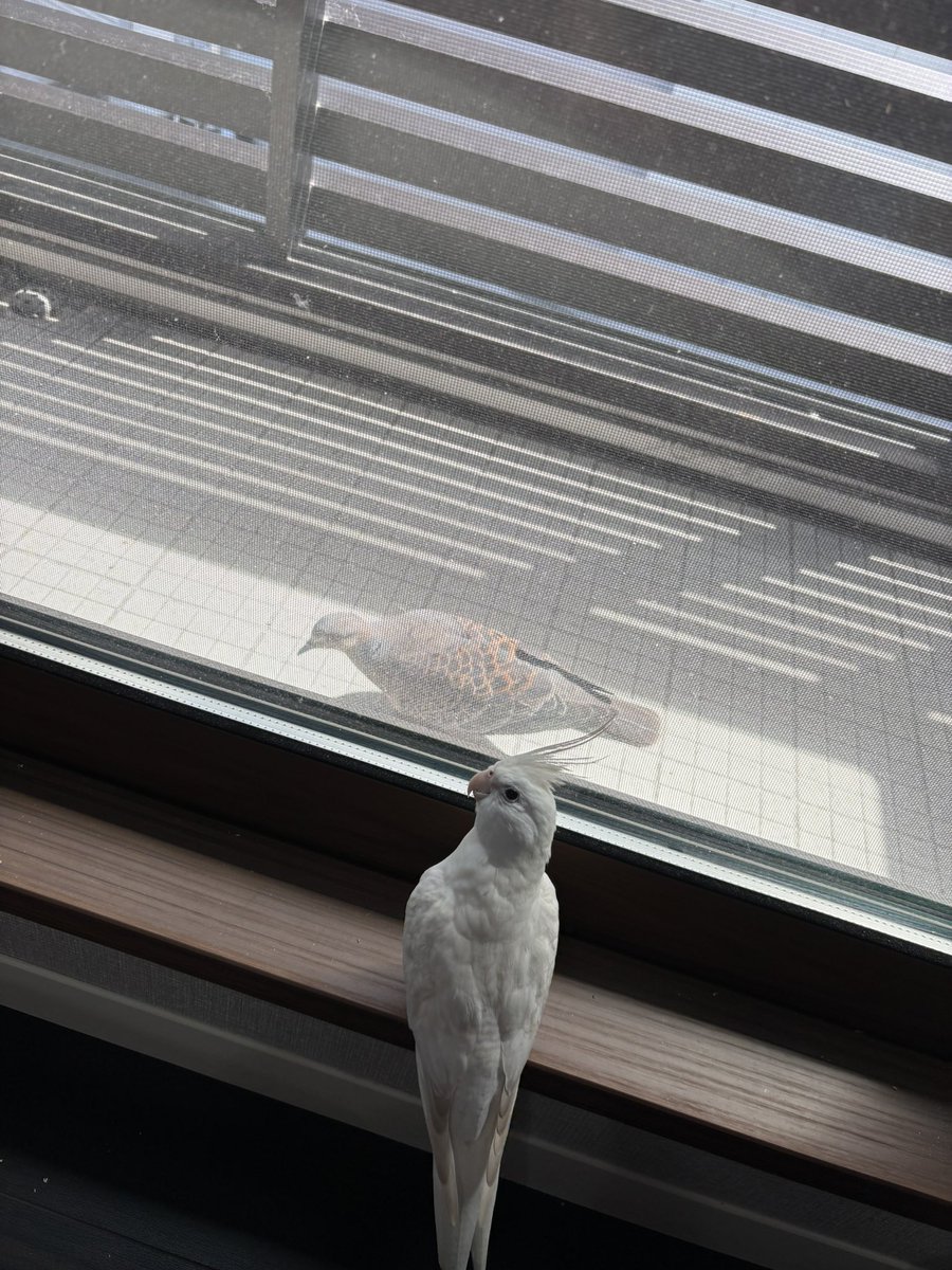 polarstem's tweet photo. お友達かな？ https://t.co/J232fc34Jq