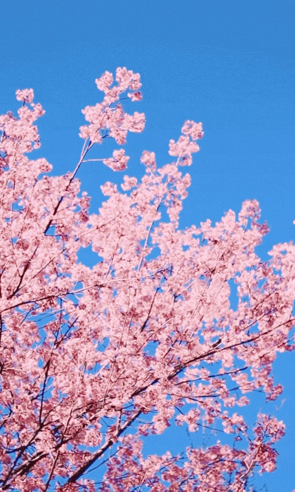 Fortune44668048's tweet photo. Just took a 10-min walk under cherry blossoms u0026 now my chest feels light—small moments = big mood boost https://t.co/npR9ZTkx5D
