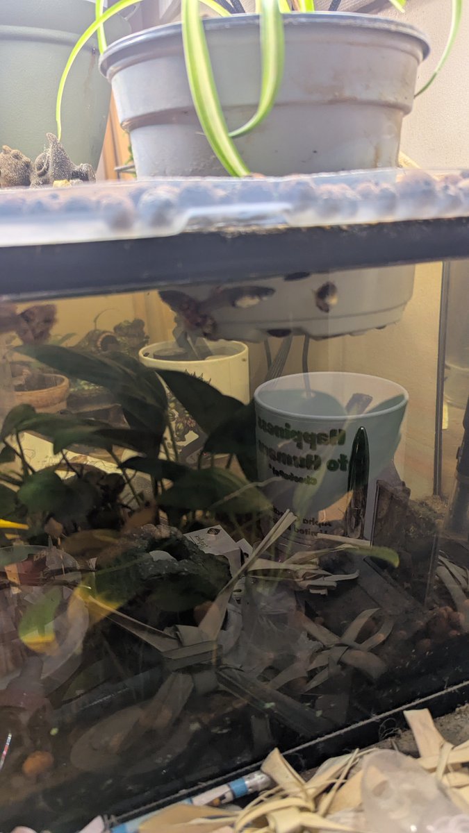 The_Archetecht's tweet photo. Spider plant is doing well as are the fish. Gn y'all. https://t.co/MFtvncjEB0