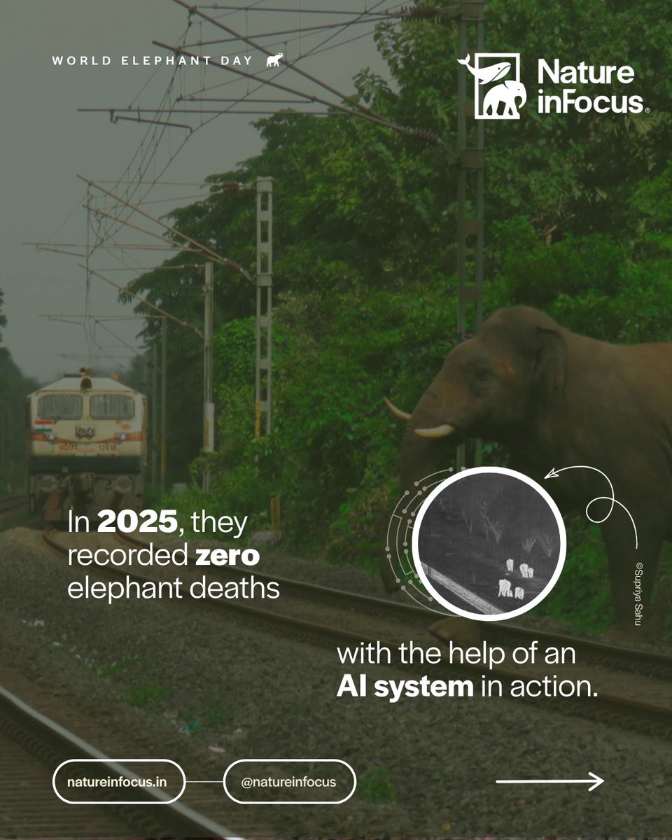 NatureIn_Focus's tweet photo. Can AI save elephants?
On the Walayar–Madukkarai railway stretch, 11 elephants died between 2008 and 2023.
Then came an AI-powered surveillance system using thermal cameras to detect elephants and alert railway teams. (1/2)
#WorldElephantDay #AIForConservation https://t.co/uZyOKudZme