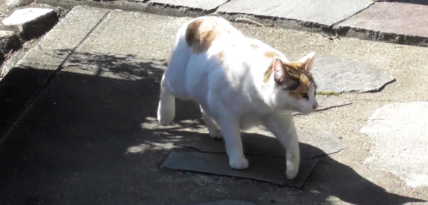aora0506's tweet photo. 野良猫一匹許容できない現代人は心の余裕がなさ過ぎだと言う論調は間違い。野良猫は行政と国民がともに法律を遵守した結果存在しえるもの。つまり現代人は一切合切の遵法精神と倫理観を喪失した野蛮人なのである。。#写真好きな人と繋がりたい #キリトリセカイ #猫 #猫好きさんと繋がりたい https://t.co/73WlJpMW0G
