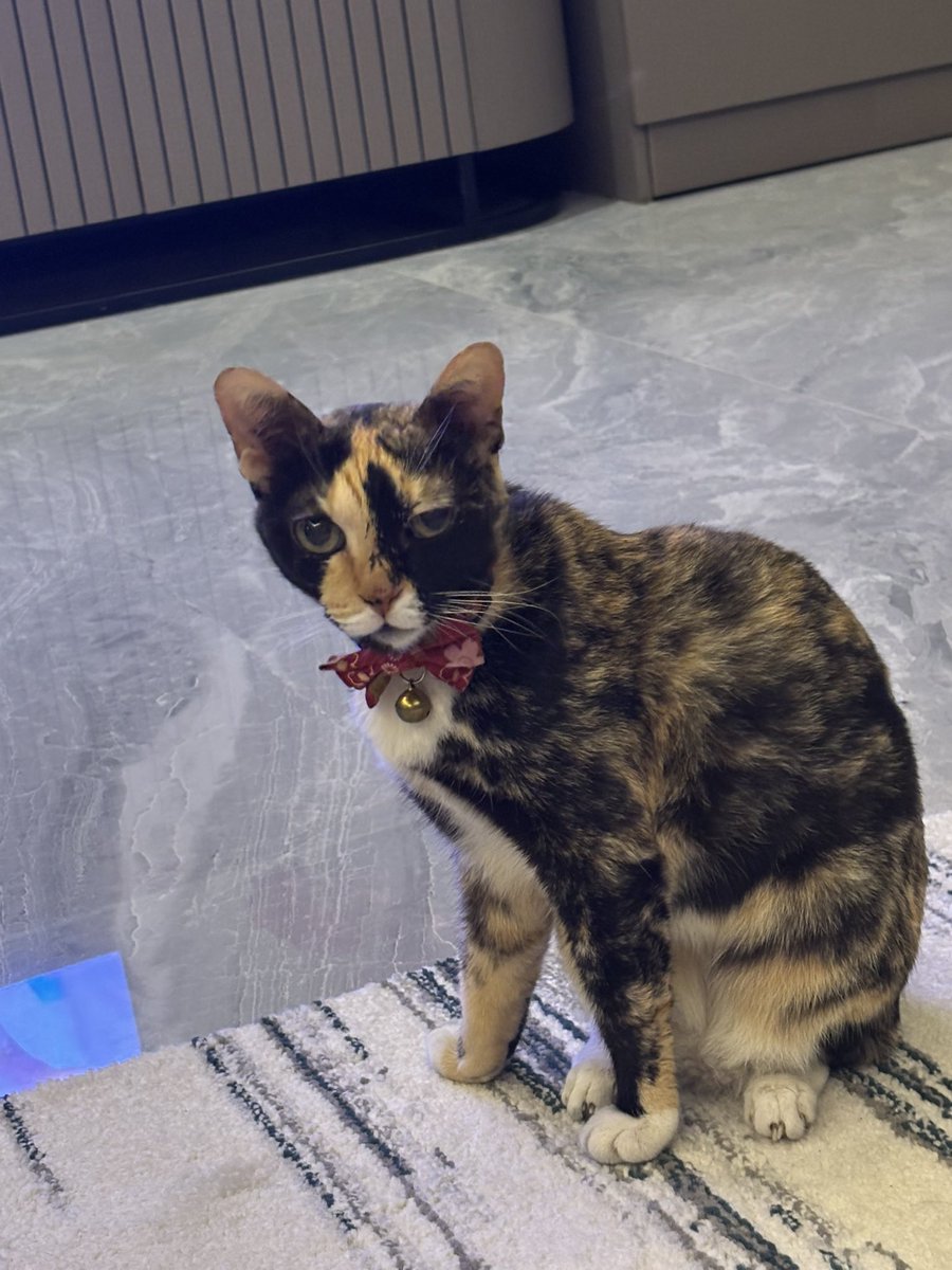 bloodbender666's tweet photo. @Sipitungscbd sama kyk kucing aku 😭 ga suka nempel2, tapi tiap aku pergi kemana pasti dia ngikutin. nih liat tatapannya aja judgy bgt https://t.co/xZdyEWXY7o