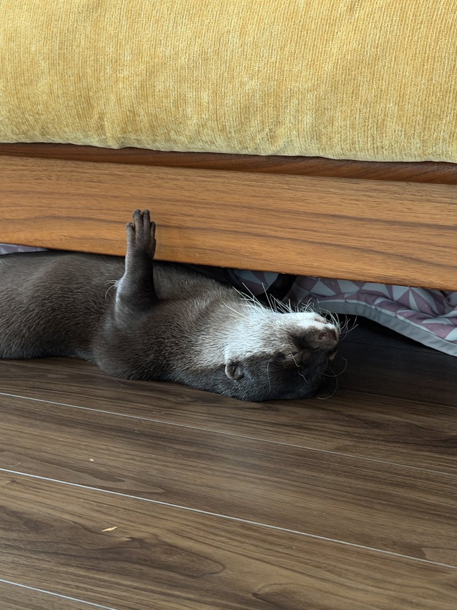 bingotter's tweet photo. お昼寝💤
#カワウソベル https://t.co/dgX0zz0yAw