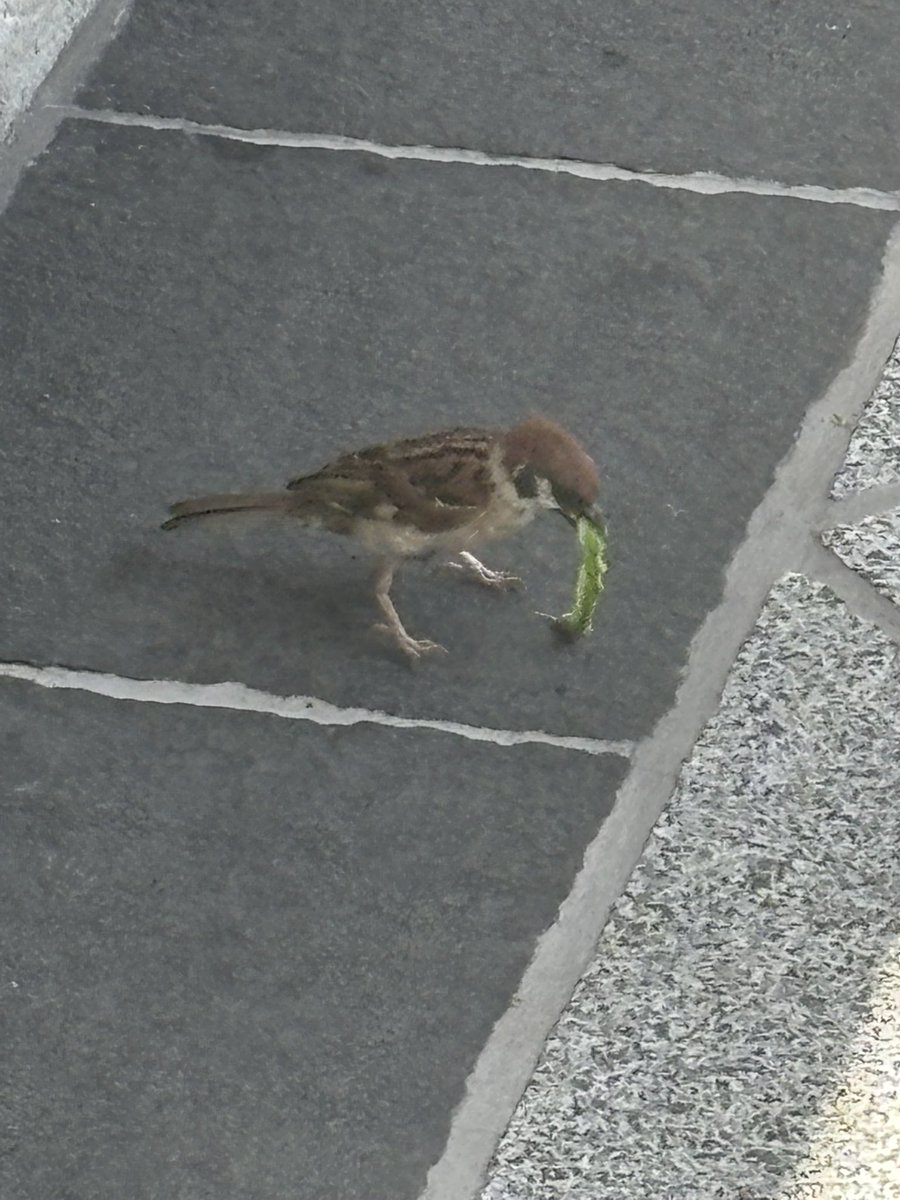 aug_908's tweet photo. イモムシだと思ってるかもしれんけど，それ多分ガム………… https://t.co/pGh6ALlB6J